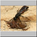 Anoplius viaticus - Wegwespe 38c beim Eintrag einer Trochosa-Wolfsspinne.jpg